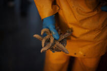 Ostréiculture en baie de Quiberon. © Philip Plisson / Plisson La Trinité / AA15088 - Nos reportages photos - Animal marin