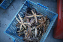 Starfish. © Philip Plisson / Plisson La Trinité / AA15094 - Photo Galleries - Marine animal 