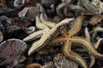 Starfish. © Philip Plisson / Plisson La Trinité / AA15095 - Photo Galleries - Marine animal 