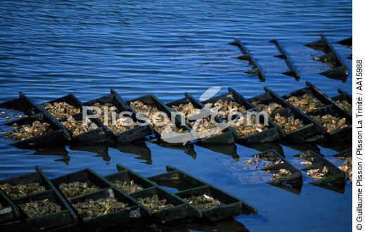 Oyster farming in Brittany. - © Guillaume Plisson / Plisson La Trinité / AA15988 - Photo Galleries - Mollusk
