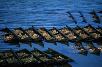 Oyster farming in Brittany. © Guillaume Plisson / Plisson La Trinité / AA15988 - Photo Galleries - Mollusk