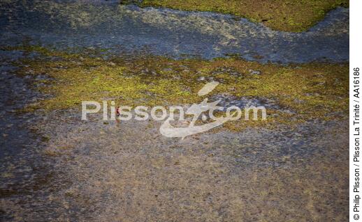 Littoral Malgache au nord de Tuléar - © Philip Plisson / Plisson La Trinité / AA16186 - Nos reportages photos - Pêche à pied