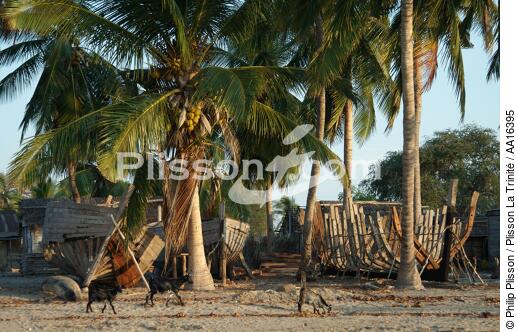 Belo sur mer - © Philip Plisson / Plisson La Trinité / AA16395 - Nos reportages photos - Cocotier