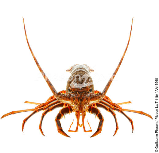 Spiny lobster - © Guillaume Plisson / Plisson La Trinité / AA16960 - Photo Galleries - Shellfish