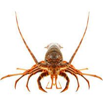 Spiny lobster © Guillaume Plisson / Plisson La Trinité / AA16960 - Photo Galleries - Fauna