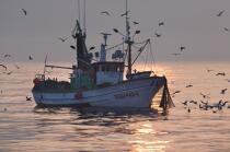 Pêche à la sardine en Galice © Philip Plisson / Plisson La Trinité / AA17051 - Nos reportages photos - Contre-jour