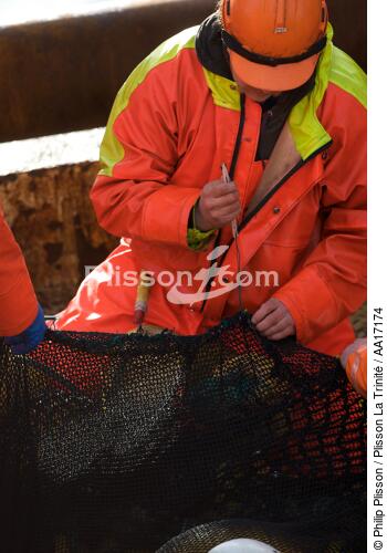 Capelin fishing in Iceland - © Philip Plisson / Plisson La Trinité / AA17174 - Photo Galleries - Professional fisherman