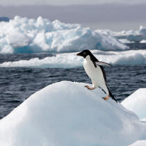 Adelie Penguin. © Philip Plisson / Plisson La Trinité / AA17640 - Photo Galleries - Fauna