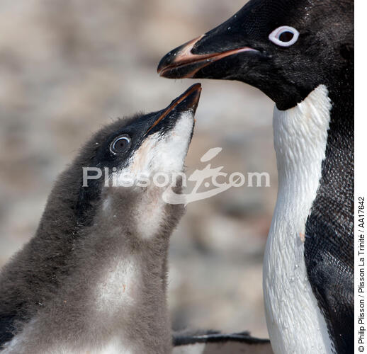 Adelie Penguin. - © Philip Plisson / Plisson La Trinité / AA17642 - Photo Galleries - Adelie penguin