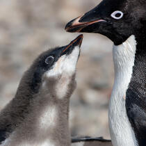 Adelie Penguin. © Philip Plisson / Plisson La Trinité / AA17642 - Photo Galleries - Fauna