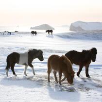 Ponies Westman Islands in Iceland. © Philip Plisson / Plisson La Trinité / AA17643 - Photo Galleries - Fauna