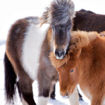 Ponies Westman Islands in Iceland. © Philip Plisson / Plisson La Trinité / AA17644 - Photo Galleries - Fauna