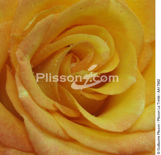 Rose. - © Guillaume Plisson / Plisson La Trinité / AA17662 - Nos reportages photos - Fleur