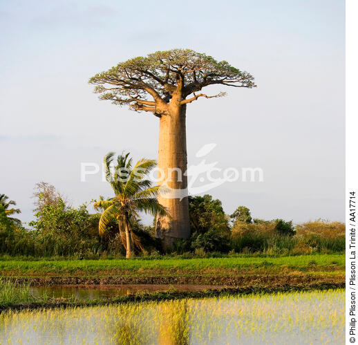 Baobab à Madagascar. - © Philip Plisson / Plisson La Trinité / AA17714 - Nos reportages photos - Végétal