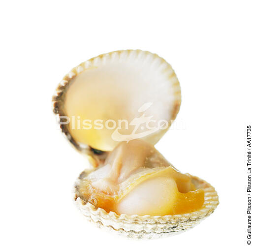 Hard shell clam - © Guillaume Plisson / Plisson La Trinité / AA17735 - Photo Galleries - Mollusk