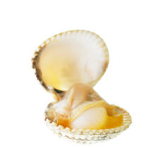 Hard shell clam © Guillaume Plisson / Plisson La Trinité / AA17735 - Photo Galleries - Fauna