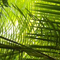 Feuille de palmier © Guillaume Plisson / Plisson La Trinité / AA17739 - Nos reportages photos - Arbre