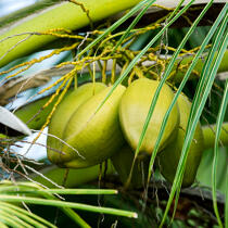 Feuille de palmier © Guillaume Plisson / Plisson La Trinité / AA17740 - Nos reportages photos - Feuillage
