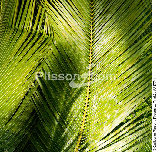 Feuille de palmier - © Guillaume Plisson / Plisson La Trinité / AA17741 - Nos reportages photos - Palmier