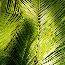 Feuille de palmier © Guillaume Plisson / Plisson La Trinité / AA17741 - Nos reportages photos - Feuillage