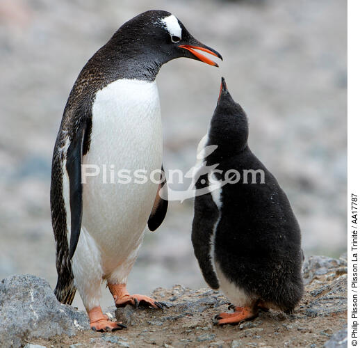 Adelie Penguin. - © Philip Plisson / Plisson La Trinité / AA17787 - Photo Galleries - Adelie penguin
