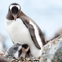 Adelie Penguin. © Philip Plisson / Plisson La Trinité / AA17788 - Photo Galleries - Fauna