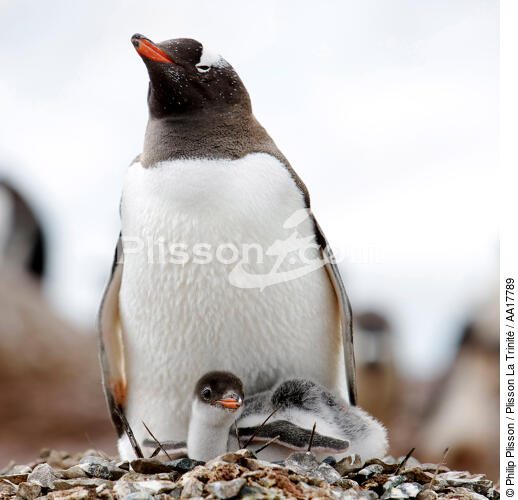 Adelie Penguin. - © Philip Plisson / Plisson La Trinité / AA17789 - Photo Galleries - Adelie penguin