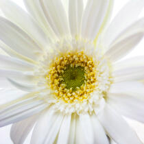 Gerbera blanc. © Guillaume Plisson / Plisson La Trinité / AA17843 - Nos reportages photos - Fleur