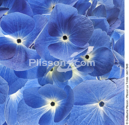 Hortenia bleu - © Guillaume Plisson / Plisson La Trinité / AA17849 - Nos reportages photos - Végétal