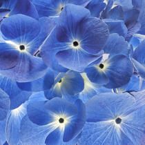Hortenia bleu © Guillaume Plisson / Plisson La Trinité / AA17849 - Nos reportages photos - Flore