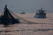 Pêche a la sardines au petit matin © Philip Plisson / Plisson La Trinité / AA17964 - Nos reportages photos - Mer