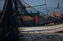 Pêche a la sardines au petit matin © Philip Plisson / Plisson La Trinité / AA17965 - Nos reportages photos - Sardine