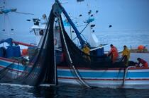 Pêche a la sardines au petit matin © Philip Plisson / Plisson La Trinité / AA17970 - Nos reportages photos - Soleil