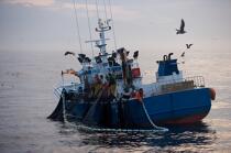 Pêche a la sardines au petit matin © Philip Plisson / Plisson La Trinité / AA17972 - Nos reportages photos - Lever de soleil