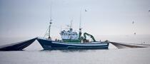 Pêche a la sardines au petit matin © Philip Plisson / Plisson La Trinité / AA17974 - Nos reportages photos - Mer