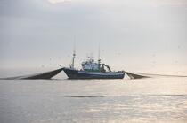 Pêche a la sardines au petit matin © Philip Plisson / Plisson La Trinité / AA17975 - Nos reportages photos - Pêcheur