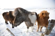 Pony on Westman islands in Iceland. © Philip Plisson / Plisson La Trinité / AA18251 - Photo Galleries - Pony