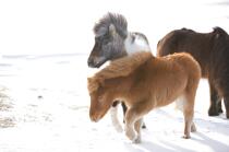 Ponies Westman Islands in Iceland. © Philip Plisson / Plisson La Trinité / AA18308 - Photo Galleries - Pony