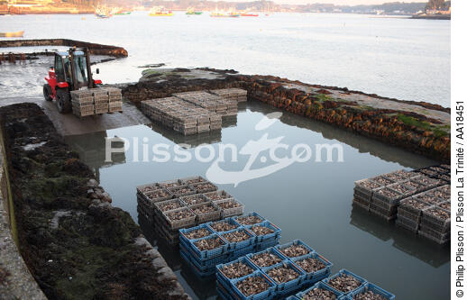 Storage of oysters in oyster site. - © Philip Plisson / Plisson La Trinité / AA18451 - Photo Galleries - Oyster Farming