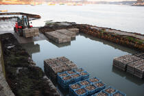 stockage des huitres au chantier ostréicole. © Philip Plisson / Plisson La Trinité / AA18451 - Nos reportages photos - Mollusque