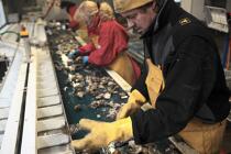 Les huîtres sont triées et calibrées. © Philip Plisson / Plisson La Trinité / AA18455 - Nos reportages photos - Trinité-sur-Mer [La]