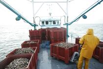Le matelot range les conteneurs d'huîtres sur le pont. © Philip Plisson / Plisson La Trinité / AA18460 - Nos reportages photos - Trinité-sur-Mer [La]