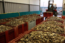 In the warehouse, sorting will begin. © Philip Plisson / Plisson La Trinité / AA18462 - Photo Galleries - Oyster Farming
