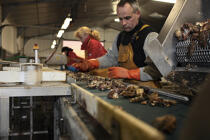 Les huîtres sont triées et calibrées. © Philip Plisson / Plisson La Trinité / AA18466 - Nos reportages photos - Ostréiculteur