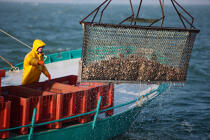 Le dragage des huîtres en baie de Quiberon. © Philip Plisson / Plisson La Trinité / AA18470 - Nos reportages photos - Trinité-sur-Mer [La]