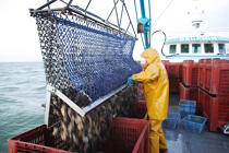 Les dragues déchargent jusqu'à 500 Kg d'huîtres. © Philip Plisson / Plisson La Trinité / AA18471 - Nos reportages photos - Trinité-sur-Mer [La]