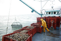 Les dragues déchargent jusqu'à 500 Kg d'huîtres. © Philip Plisson / Plisson La Trinité / AA18472 - Nos reportages photos - Trinité-sur-Mer [La]