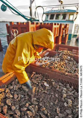 Un premier tri afin de retirer les prédateurs des huîtres, comme les étoiles de mer. - © Philip Plisson / Plisson La Trinité / AA18475 - Nos reportages photos - Huître