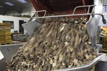 Déchargement des huîtres. © Philip Plisson / Plisson La Trinité / AA18483 - Nos reportages photos - Huître