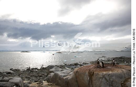 Port Lockroy en Antarctique. - © Philip Plisson / Plisson La Trinité / AA18616 - Nos reportages photos - Manchot papou
